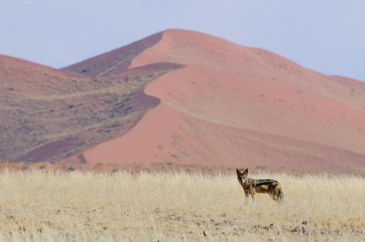 Wilderness Safaris Kulala Desert Lodge Sesriem Kültér fotó